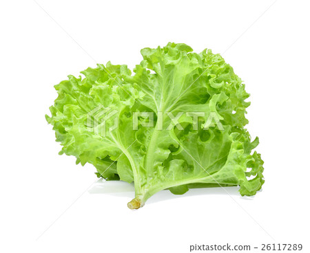Green oak lettuce on white background 26117289