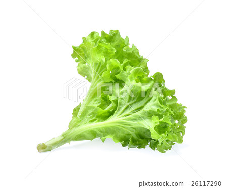Green oak lettuce on white background 26117290