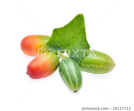 Ivy gourd, Coccinia grandis, Family Cucurbitaceae Ivy gourd, Coccinia grandis, Family Cucurbitaceae 26117312