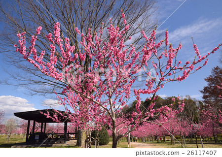 Furukawa's peach festival 26117407