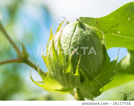 Cotton seed 26117558