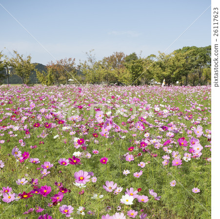 Naruto Uchino Sea Comprehensive Park Cosmos Festival 26117623