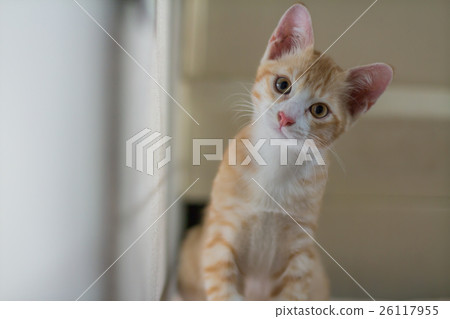 Kitten looking Kitten looking 26117955