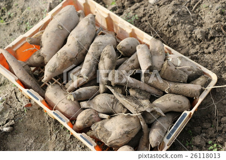 Yacon sweet potato 26118013