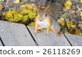 Standing squirrel in autumn 26118269