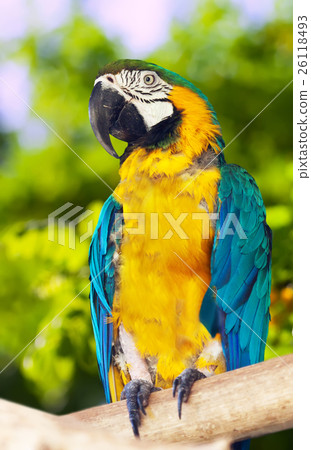 Green-winged macaw 26118493
