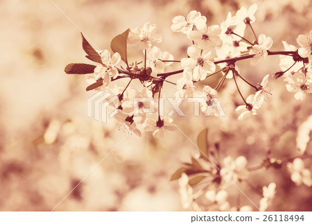cherry tree branch in spring 26118494