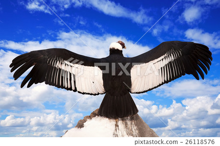 Andean condor against sky Andean condor against sky 26118576