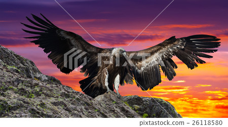 rocky mountains gyps rocky mountains gyps 26118580
