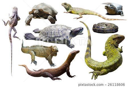 set of reptiles isolated set of reptiles isolated 26118606