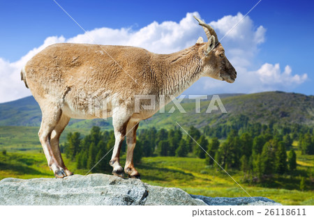 Standing female muflon on rock Standing female muflon on rock 26118611