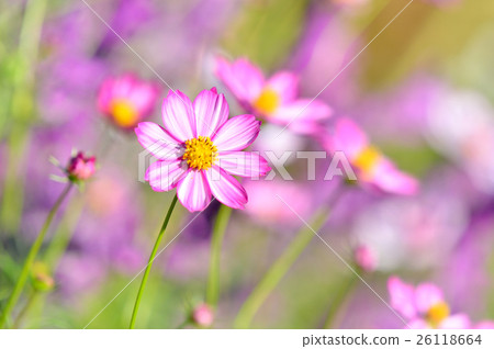 秋天開花波斯菊。 秋天開花波斯菊。 26118664