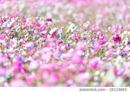 秋天開花波斯菊。 秋天開花波斯菊。 26118665
