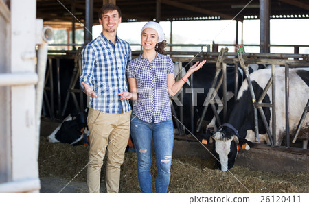 Man and woman touching cows 26120411