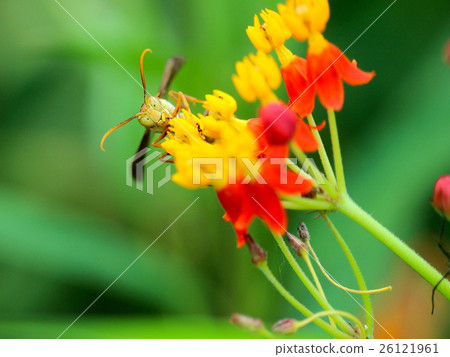 生物,昆蟲,昆蟲,蜜蜂,金蜂 生物,昆蟲,昆蟲,蜜蜂,金蜂 26121961