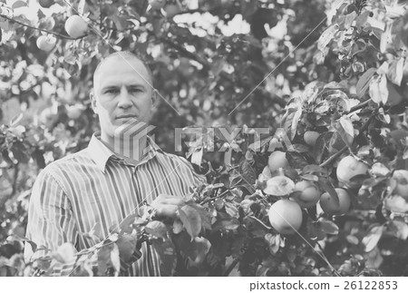 man in surrounded by apple trees man in surrounded by apple trees 26122853