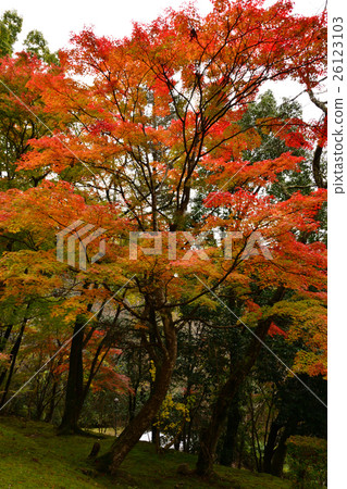 在Shinoyama寺廟皇家寺廟的秋葉 26123103