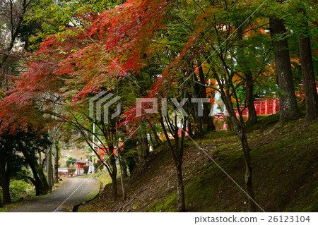 Sasayama市皇家公園秋葉 26123104