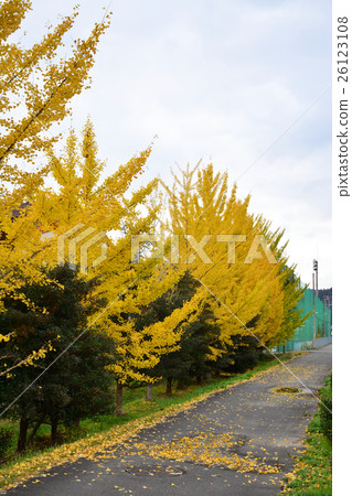 Yellow leaves and fallen leaves of ginkgo biloba 26123108