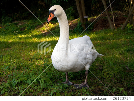 A swan that rose to land 26123734