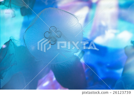月亮水母 月亮水母 26123739