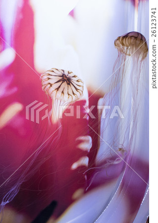 紅苔蘚 紅苔蘚 26123741