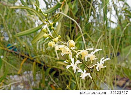 White orchids on green White orchids on green 26123757
