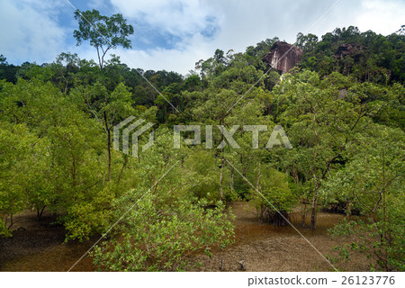 Mangrove trees in beach at low tide 26123776