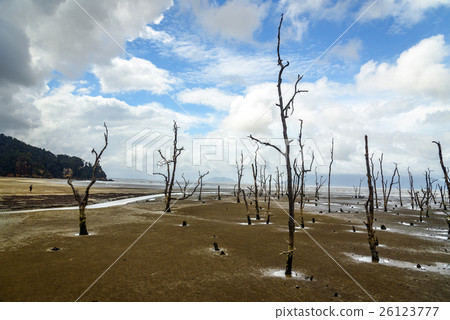 Dead mangrove trees in beach at low tide Dead mangrove trees in beach at low tide 26123777