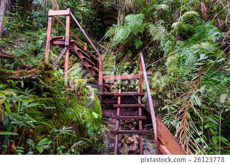 Wooden stairway on hike in Bako National Park Wooden stairway on hike in Bako National Park 26123778