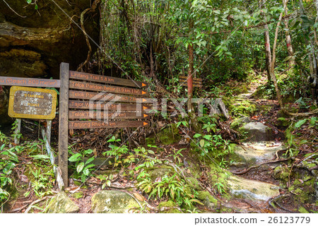 Pointer in Bako National Park Pointer in Bako National Park 26123779