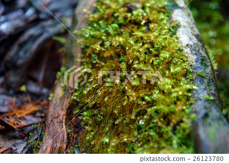 Moss with drops of rain Moss with drops of rain 26123780