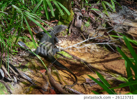 Monitor lizard, varanus Monitor lizard, varanus 26123781