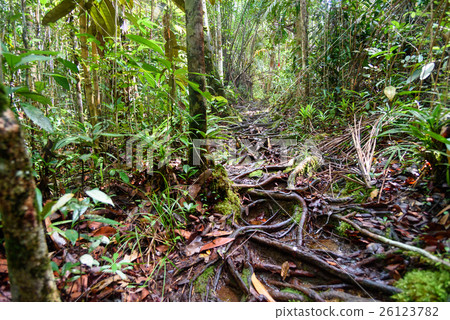 Trail in the rainforest at Bako National Park Trail in the rainforest at Bako National Park 26123782