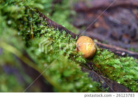 Small yellow mushroom in moss Small yellow mushroom in moss 26123783