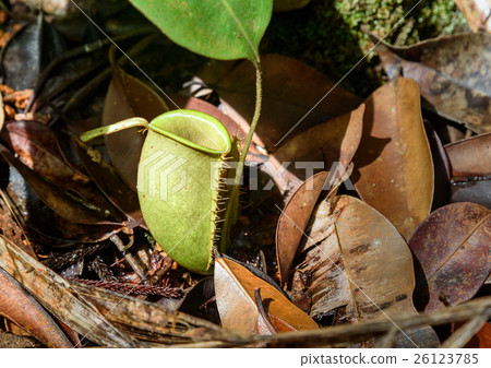 Ground pitcher, Nepenthes ampullaria Ground pitcher, Nepenthes ampullaria 26123785