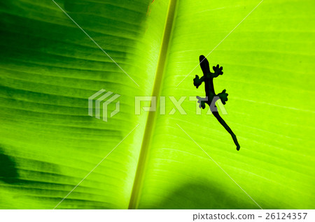 shadow of gecko or lizard on green banana's leaf 26124357