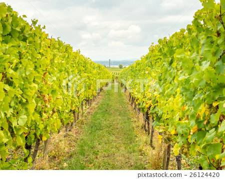 Viticulture in Riquewihr, France 26124420