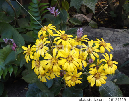 大吳風草 26124529