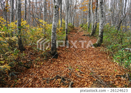 October Bandai highland 15 Autumn leaves of Kitashiobara village and beech forest 26124623