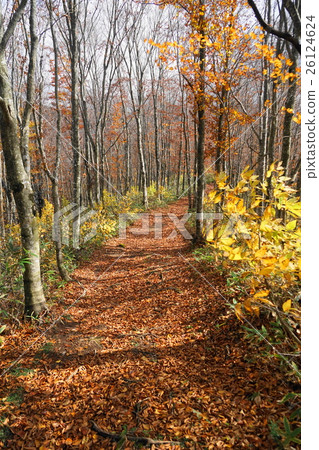 October Bandai highland 16 Autumn leaves of Kitashiobara village and beech forest 26124624