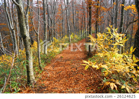October Bandai Plateau 17 Autumn leaves of Kitashiobara village and beech forest 26124625
