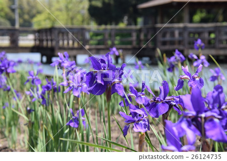 Ayame of Hayami Park (Miyazaki Prefecture Miyakonojo) 26124735