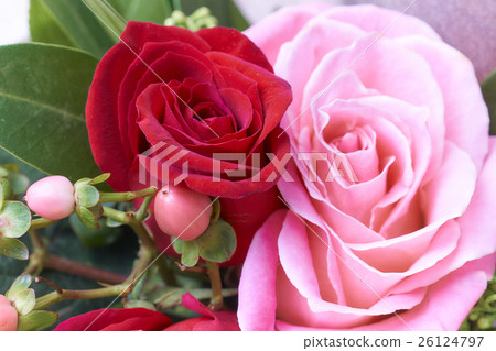 玫瑰紅色和粉紅色 玫瑰紅色和粉紅色 26124797