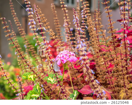 Pink flower in garden 26125046