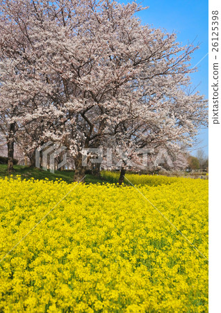 Cherry blossoms in full bloom and rape blossoms 26125398