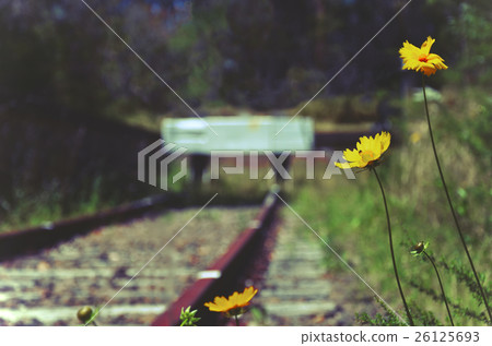 Flowers at the end of the line 26125693