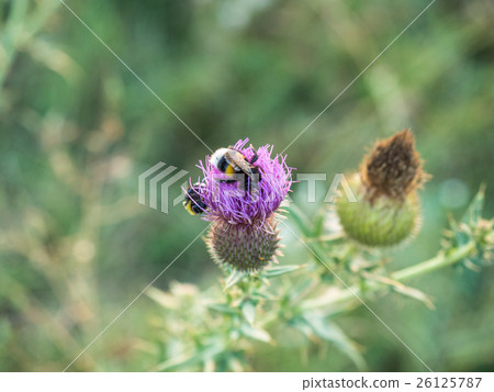 Close-up bumblebee on a thistle flower. 26125787