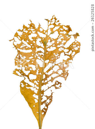 dry leaf with holes, eaten by pests isolated  26125828