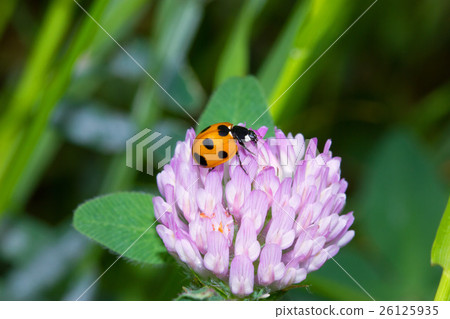 Nana Hoshi Tentou 26125935